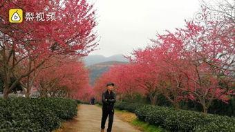 樱花视频国产,本土原创内容崛起的视听盛宴