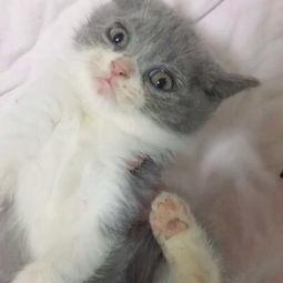 国产养猫视频完整版,揭秘猫咪日常与成长点滴