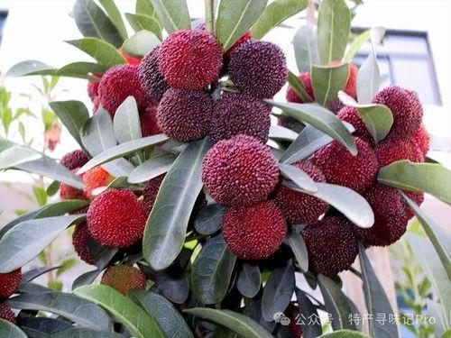 中国国产杨梅视频网站,探索中国杨梅视频网站的魅力之旅