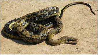 国产蛇可以放生吗视频教程,视频教程详解